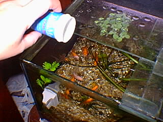 alimentando os peixes alimentando os peixes