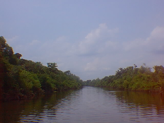 rio cercado por mata fechada