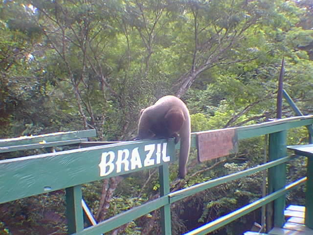 macaco fofo