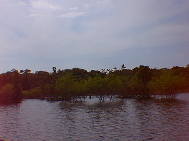 �rvores dentro da �gua