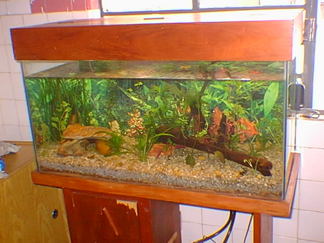 montagem do meu aquário de plantas montagem do meu aquário de plantas