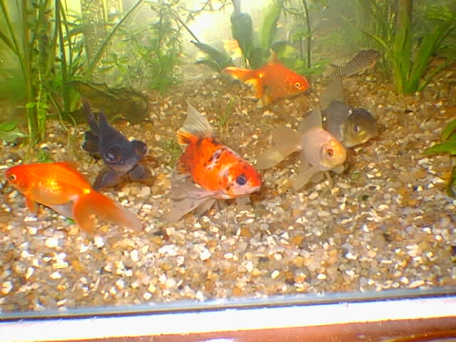 meus kyngyos de estimação kyngyos diversos