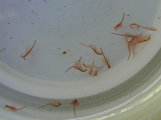 artêmia salina artêmia salina