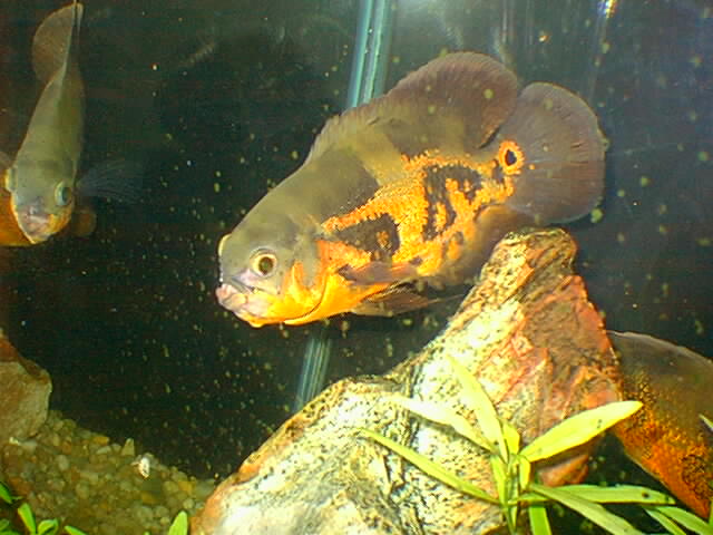 oscar - astronomus ocelaris oscar - astronomus ocelaris