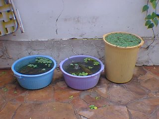 baldes para a reprodução criação de kyngyos