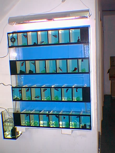 bateria de bettas bateria de bettas