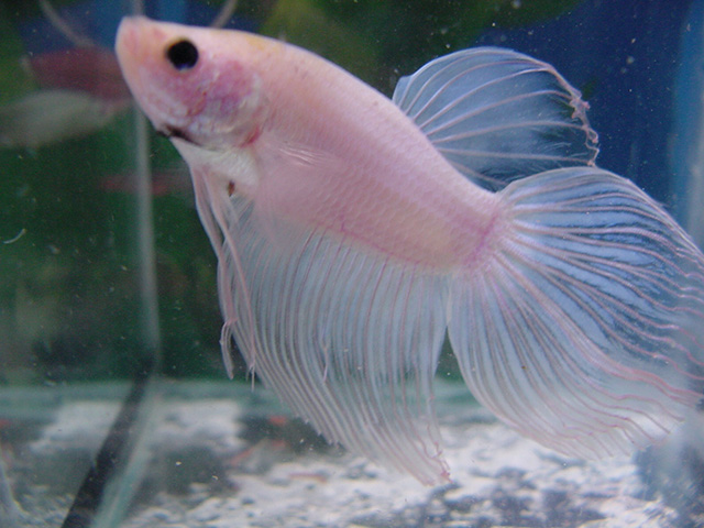Betta rosa Betta rosa