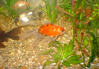 kyngyo cálico kyngyo cálico