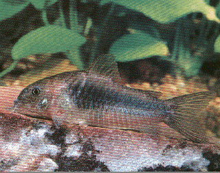 Corydora aeneus coridora