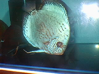 disco blue diamond disco blue diamond