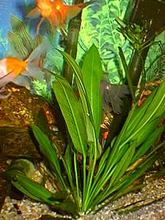 echinodorus echinodorus