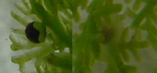 embri�es de salamandra