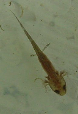 filhote de salamandra com 1 m�s