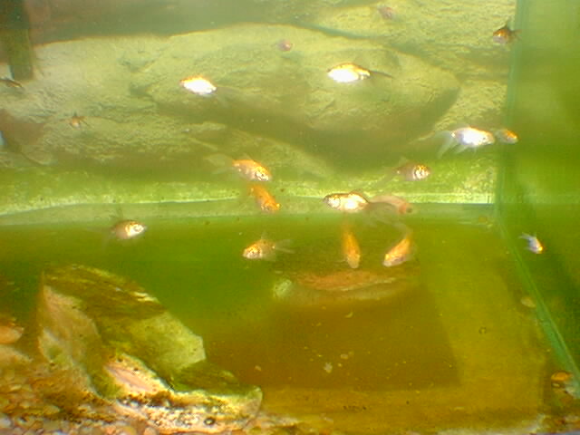 filhotes de kyngyo filhotes de kyngyo