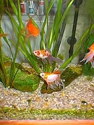 fotografia de um aquário