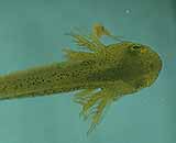 larva de salamandra larva de salamandra