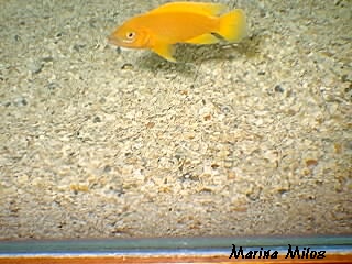 leleupi com fundo de halimeda leleupi com fundo de halimeda