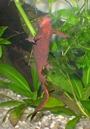 salamandra f�mea adulta