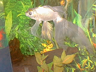 meu kyngyo azul kyngyo azul