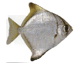 monodactylus monodactylus