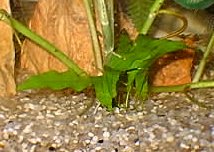 mycrophyllum mycrophyllum