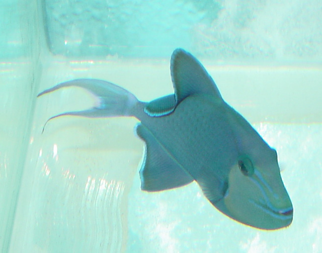 Odonus niger Odonus niger