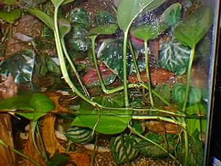 Plantas aquáticas diversas Plantas aquáticas diversas