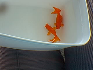 kyngyo pompom kyngyo pompom