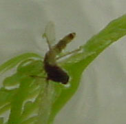 Salamandra rec�m-nascida